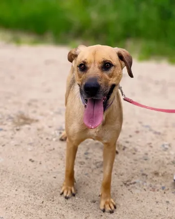 Mila, rescuehund i Polen, bild 8