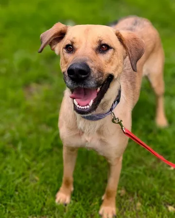 Mila, rescuehund i Polen, bild 3