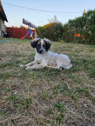 Milton, rescuehund i Rumänien, bild 2