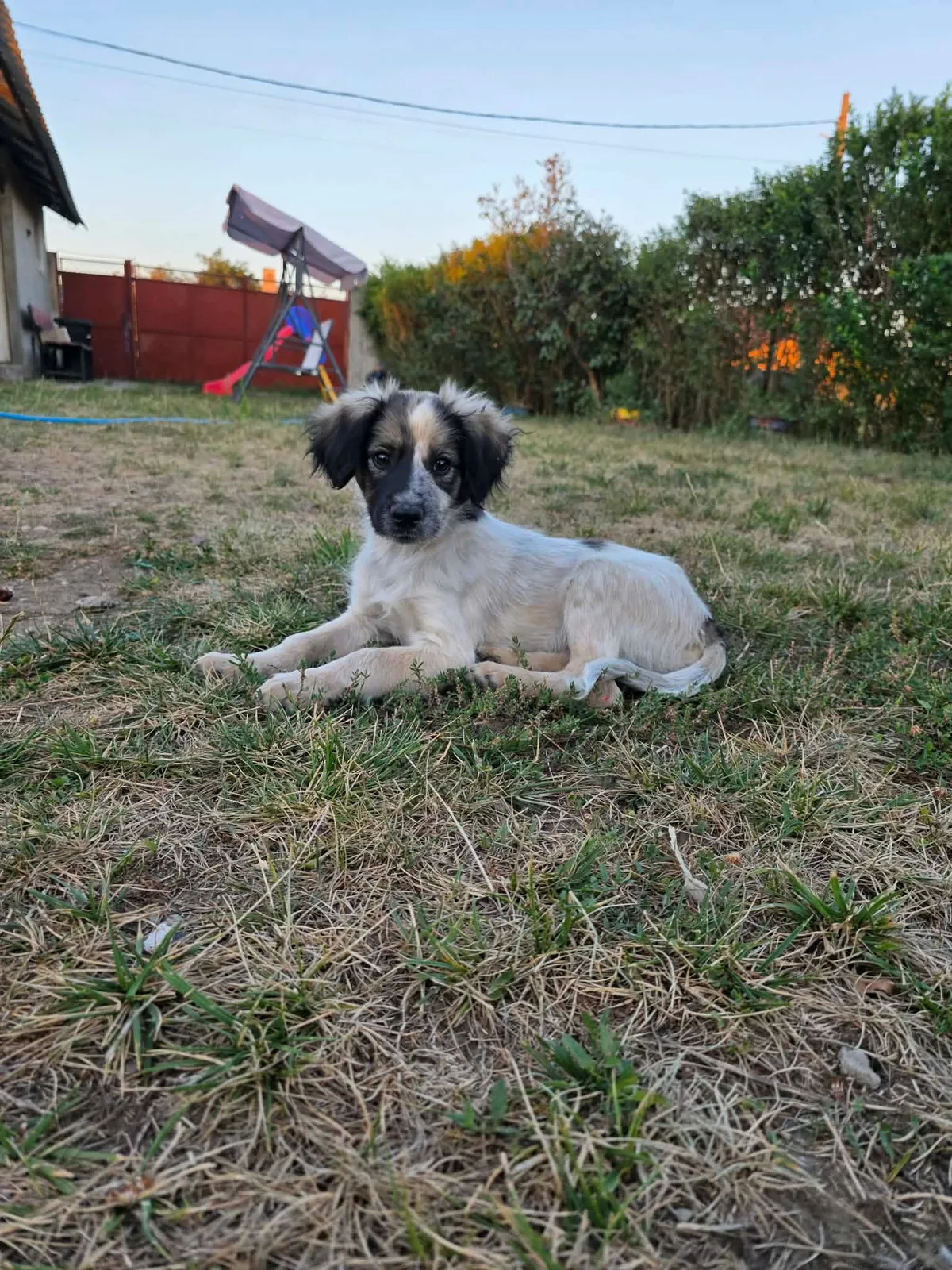 Milton, blandras som söker hem via Ohana Rescue och finns i Rumänien