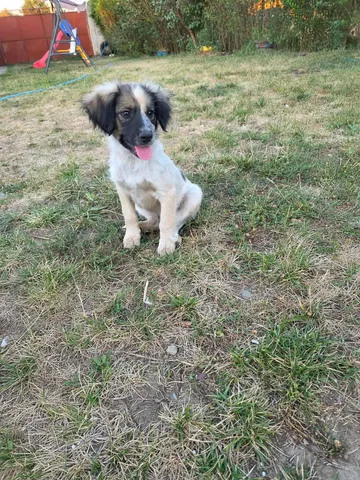 Milton, rescuehund i Rumänien, bild 4