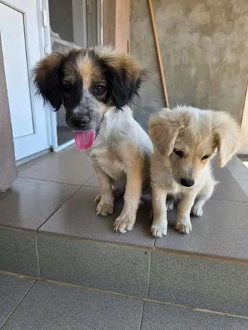 Milton, rescuehund i Rumänien, bild 5