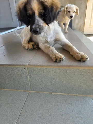 Milton, rescuehund i Rumänien, bild 6