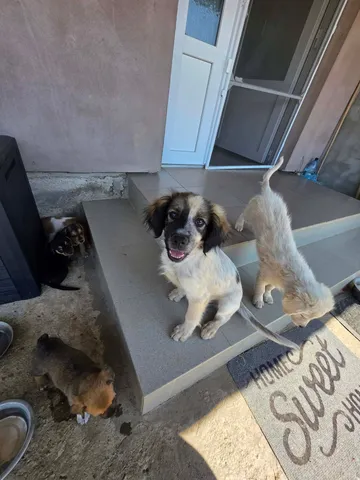 Milton, rescuehund i Rumänien, bild 7