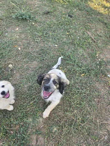 Milton, rescuehund i Rumänien, bild 8