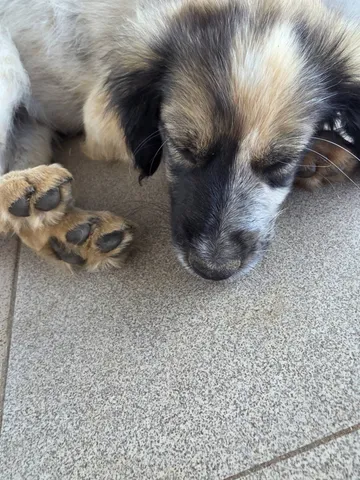 Milton, rescuehund i Rumänien, bild 9