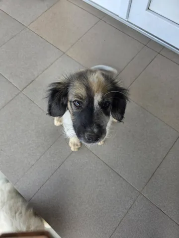 Milton, rescuehund i Rumänien, bild 10