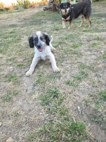 Milton, rescuehund i Rumänien, bild 11