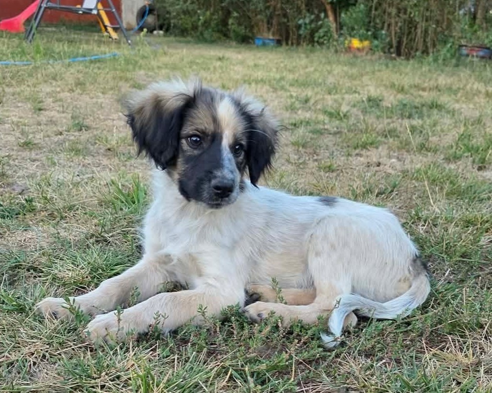 Milton, rescuehund i Rumänien, bild 1