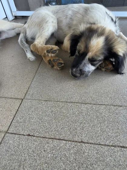 Milton, rescuehund i Rumänien, bild 1