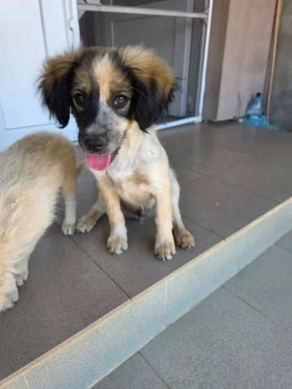 Milton, rescuehund i Rumänien, bild 3