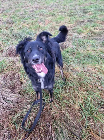 Misia, rescuehund i Polen, bild 9