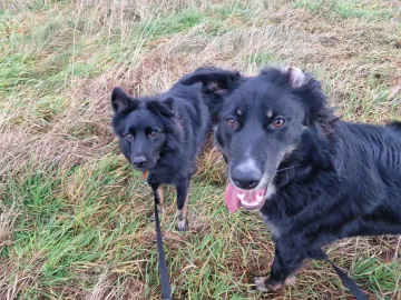 Misia, rescuehund i Polen, bild 10