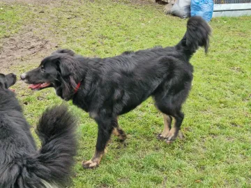 Misia, rescuehund i Polen, bild 11