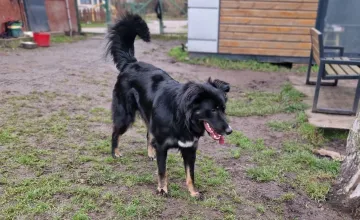 Misia, rescuehund i Polen, bild 12