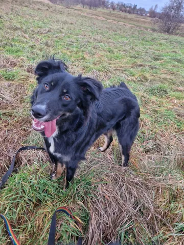 Misia, rescuehund i Polen, bild 13