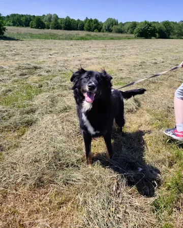Misia, rescuehund i Polen, bild 1