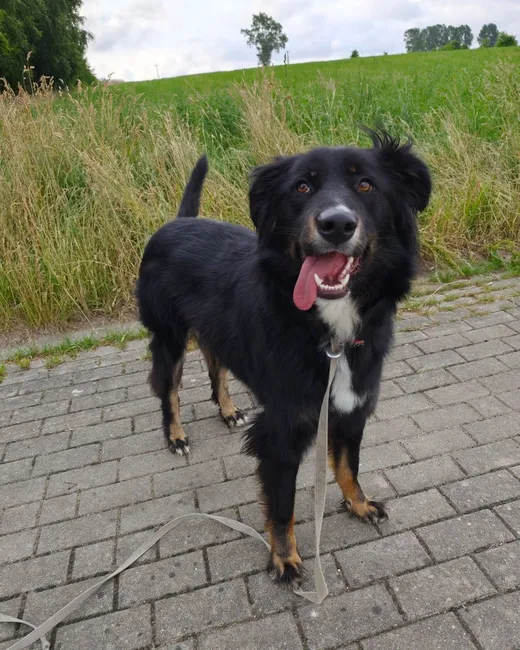 Misia, blandras som söker hem via Ohana Rescue och finns i Polen