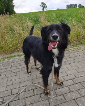 Misia, rescuehund i Polen, bild 2