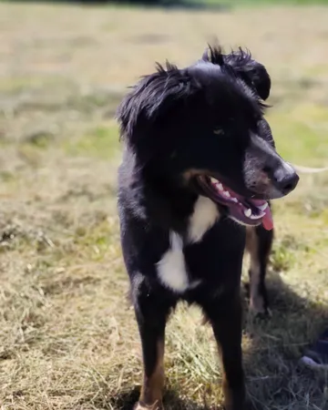 Misia, rescuehund i Polen, bild 3