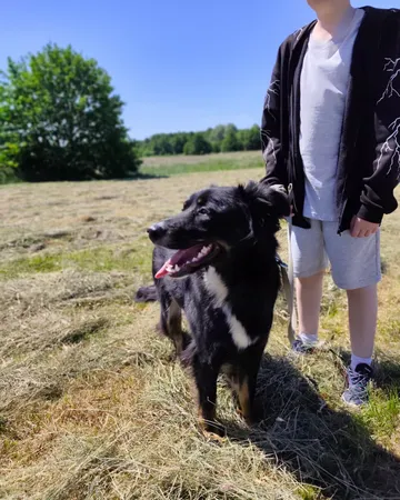 Misia, rescuehund i Polen, bild 4