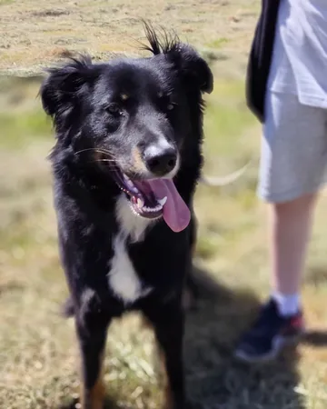 Misia, rescuehund i Polen, bild 5