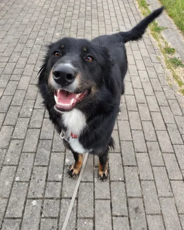Misia, rescuehund i Polen, bild 6