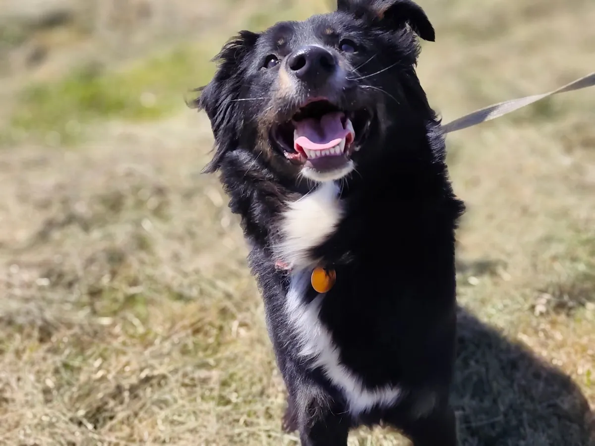 Misia, blandras som söker hem via Ohana Rescue och finns i Polen