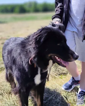 Misia, rescuehund i Polen, bild 8
