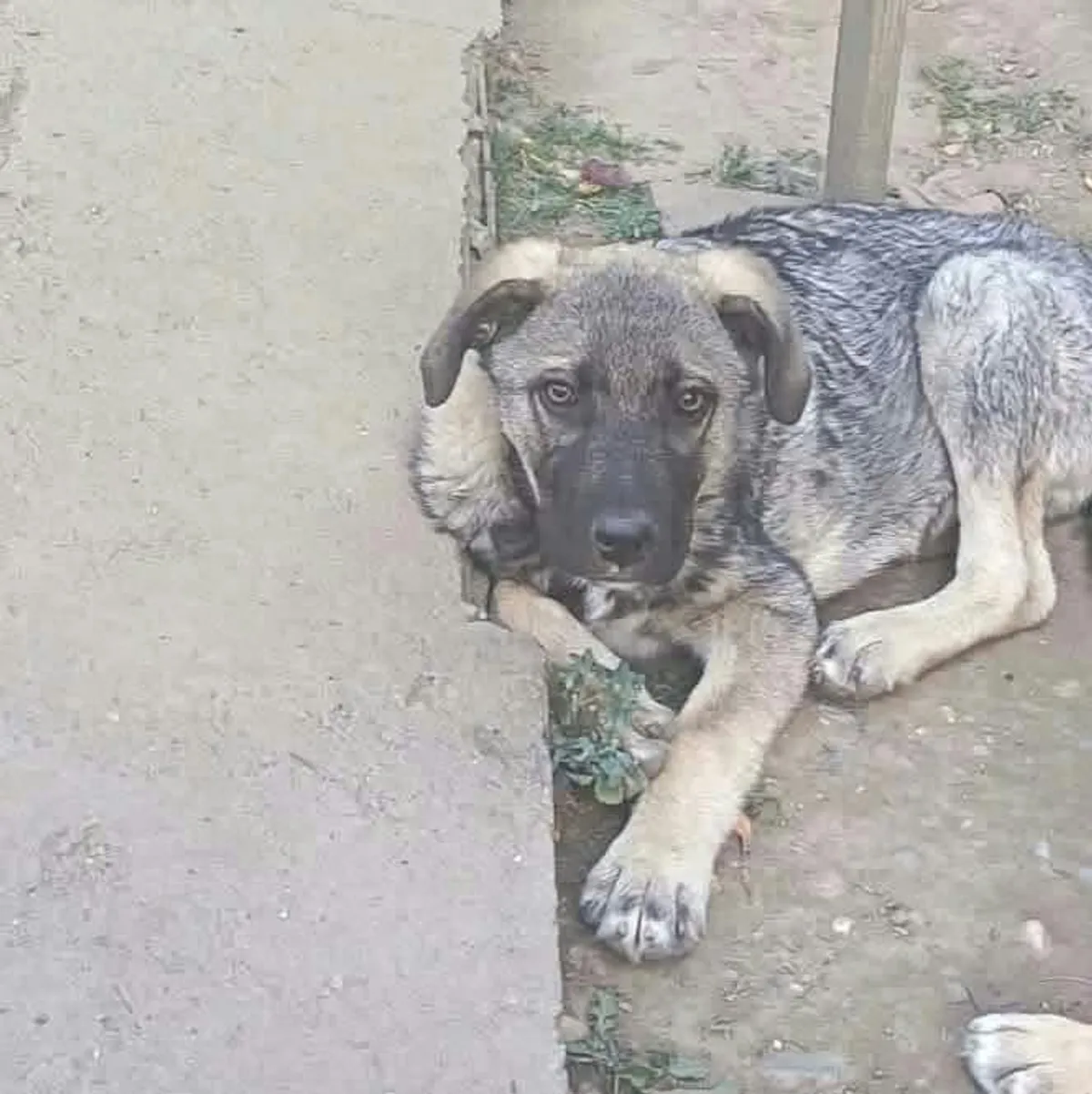 Morgan, blandras som söker hem via Ohana Rescue och finns i Rumänien