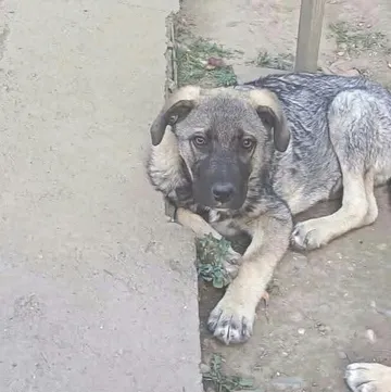 Morgan, rescuehund i Rumänien, bild 5