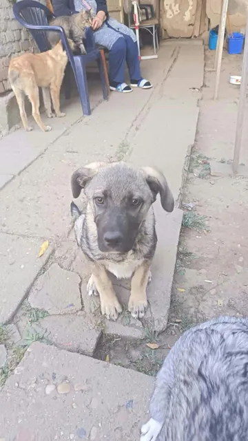 Morgan, rescuehund i Rumänien, bild 1