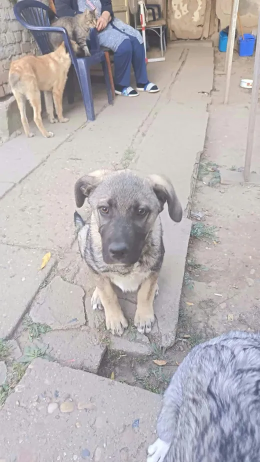 Morgan, blandras som söker hem via Ohana Rescue och finns i Rumänien