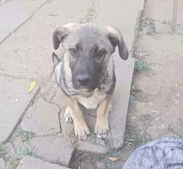 Morgan, rescuehund i Rumänien, bild 4
