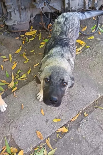 Morgan, rescuehund i Rumänien, bild 3