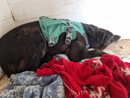 Mr Jönsson, rescuehund i Skellefteå, bild 1