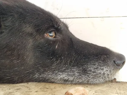Mr Jönsson, rescuehund i Skellefteå, bild 2