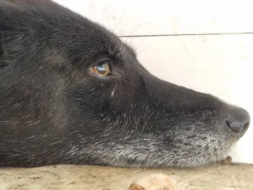 Mr Jönsson, rescuehund i Skellefteå, bild 7