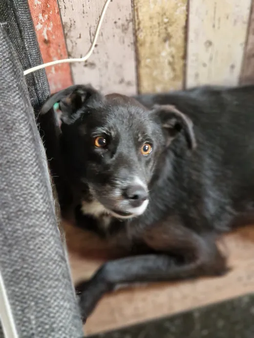 Mr Jönsson, blandras som söker hem via Ohana Rescue och finns i Skellefteå