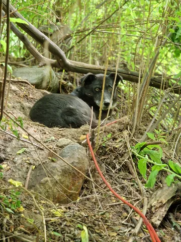 Mr Jönsson, rescuehund i Skellefteå, bild 8