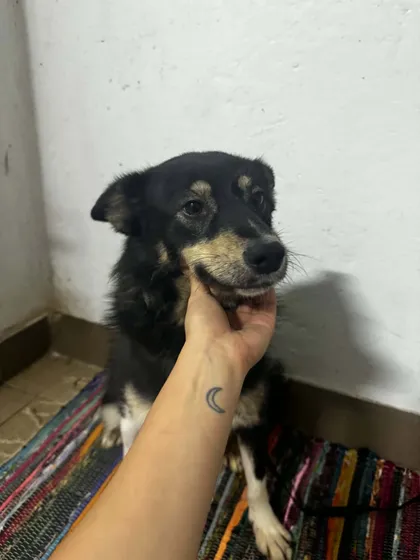 Neave, rescuehund i Info kommer, bild 2