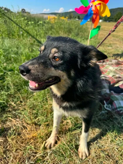 Neave, rescuehund i Info kommer, bild 1