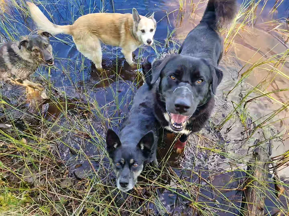 Nero, blandras som söker hem via Ohana Rescue och finns i Skellefteå