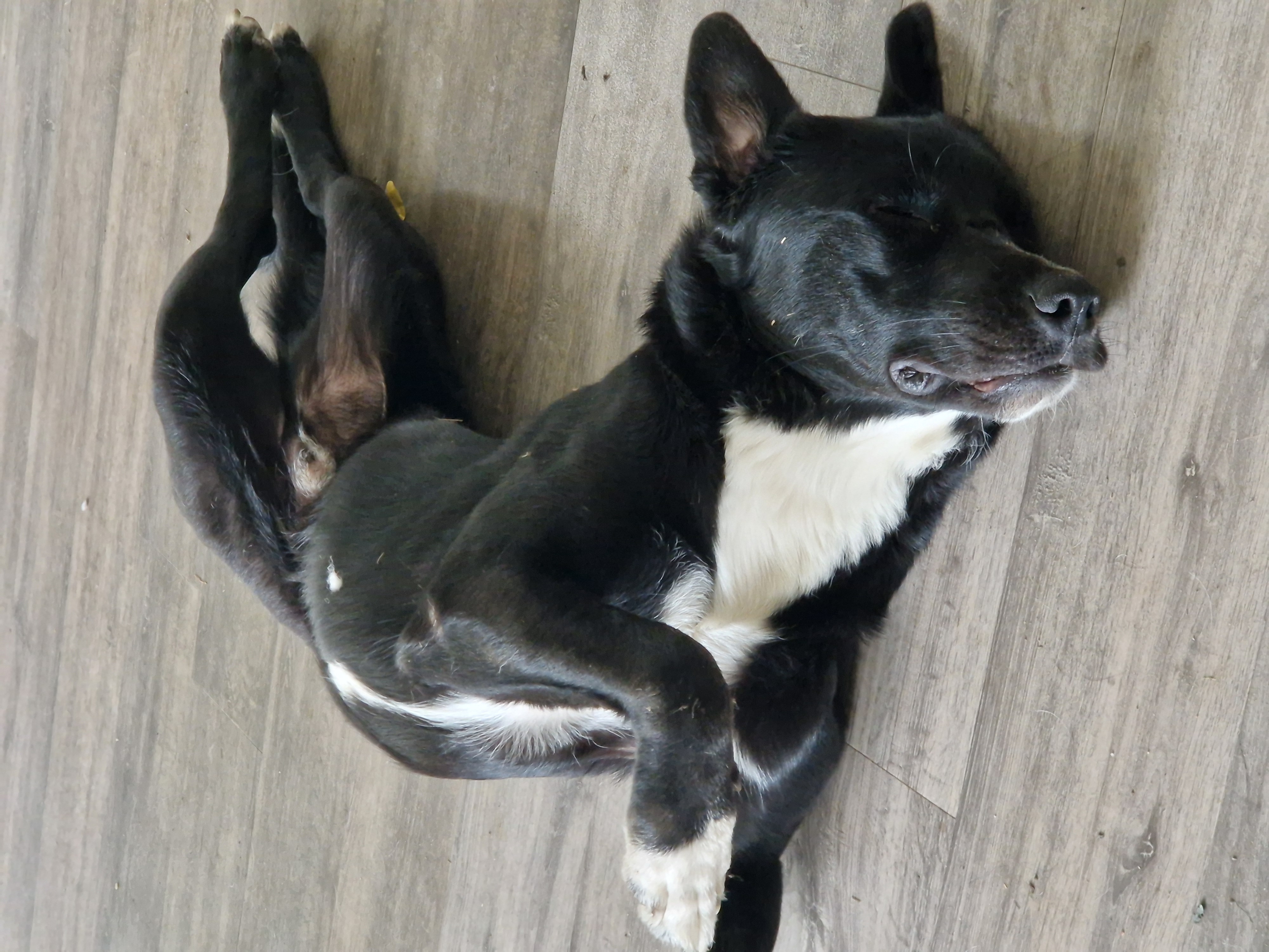 Nero, rescuehund i Skellefteå, bild 1