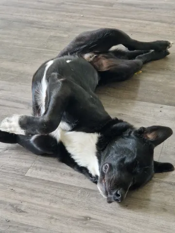 Nero, rescuehund i Skellefteå, bild 1