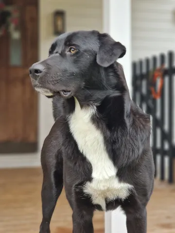 Nero, rescuehund i Skellefteå, bild 2