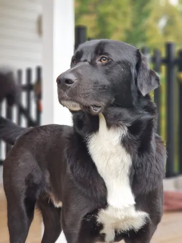Nero, rescuehund i Skellefteå, bild 3
