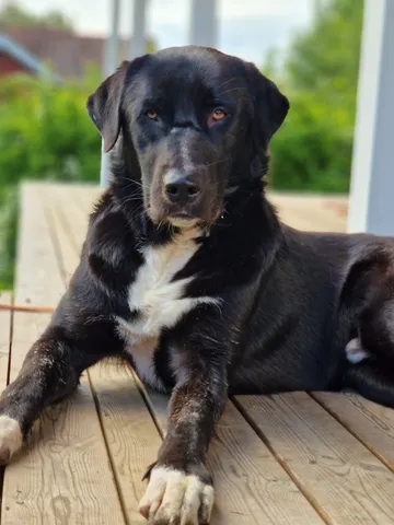 Nero, rescuehund i Skellefteå, bild 4