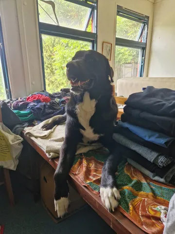 Nero, rescuehund i Skellefteå, bild 5