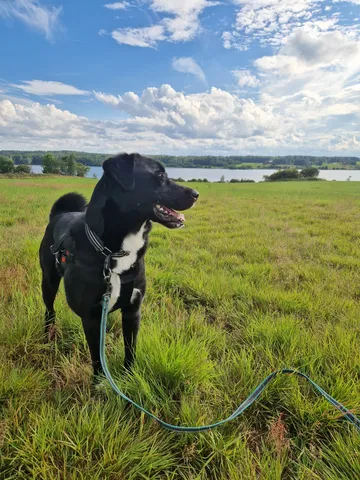 Nero, rescuehund i Skellefteå, bild 6